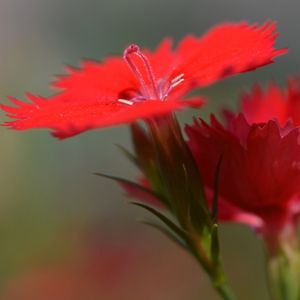 Preview wallpaper chinese carnation, flowers, close up, buds