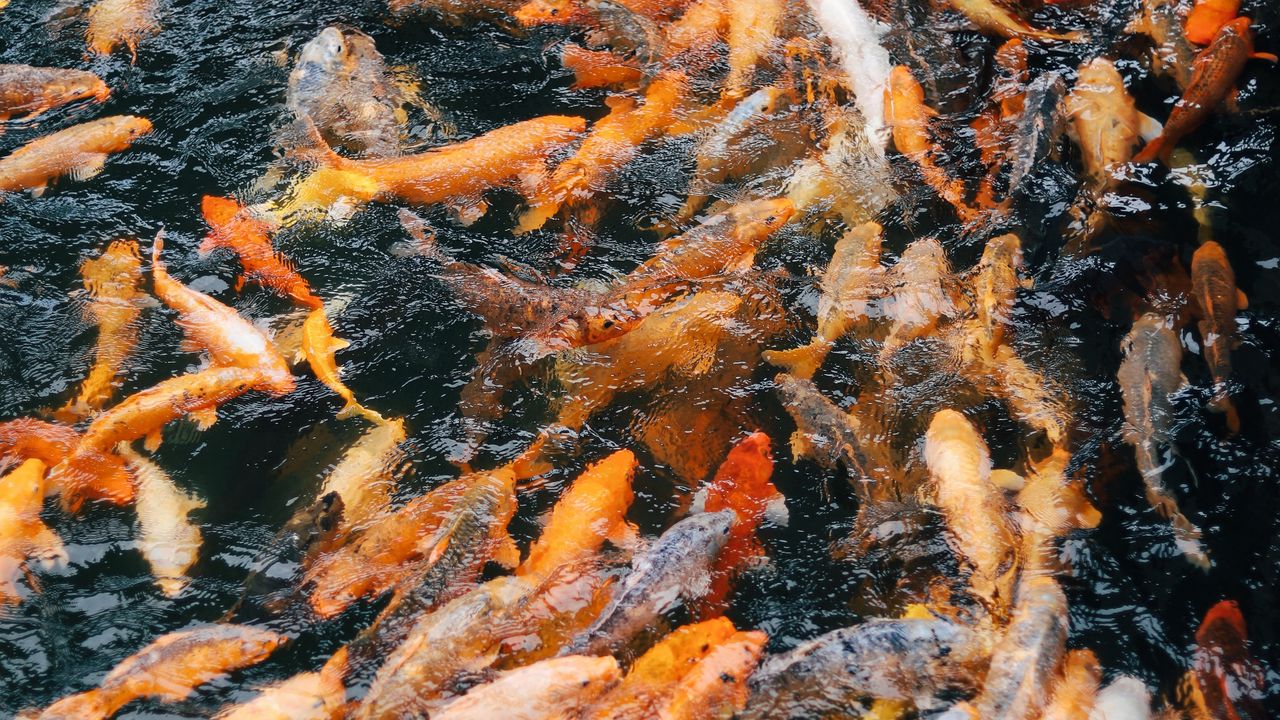 Wallpaper chinese carp, carp, fish, water