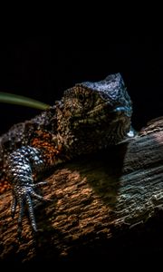 Preview wallpaper chinese crocodile lizard, lizard, reptile