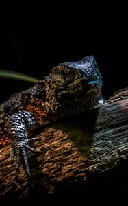 Preview wallpaper chinese crocodile lizard, lizard, reptile