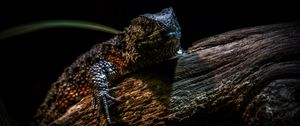 Preview wallpaper chinese crocodile lizard, lizard, reptile