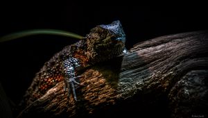 Preview wallpaper chinese crocodile lizard, lizard, reptile