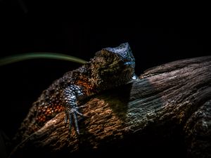 Preview wallpaper chinese crocodile lizard, lizard, reptile