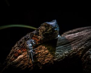 Preview wallpaper chinese crocodile lizard, lizard, reptile