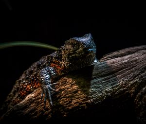 Preview wallpaper chinese crocodile lizard, lizard, reptile