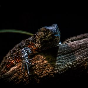 Preview wallpaper chinese crocodile lizard, lizard, reptile