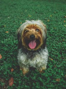 Preview wallpaper chinese imperial dog, dog muzzle, protruding tongue