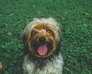 Preview wallpaper chinese imperial dog, dog muzzle, protruding tongue