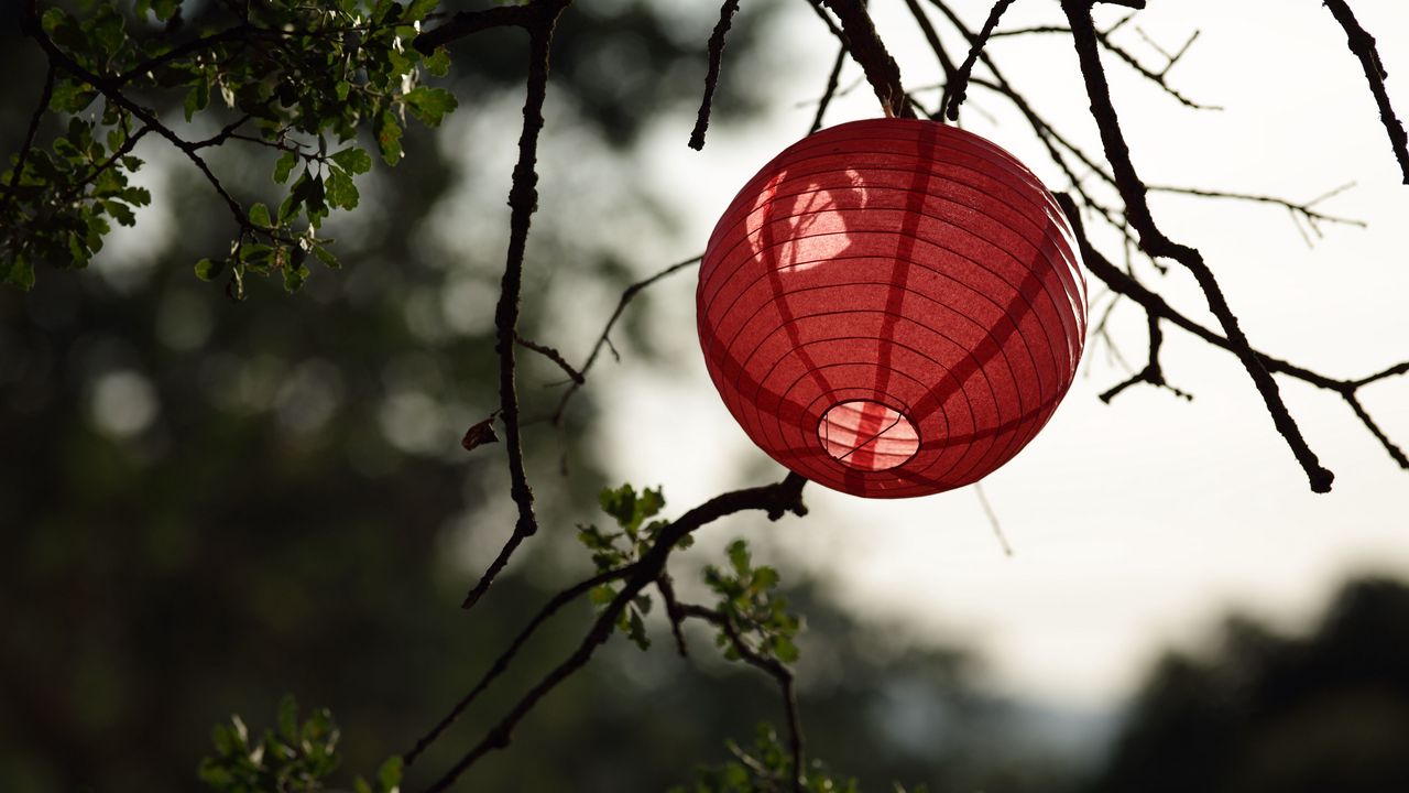 Wallpaper chinese lantern, branch, tree