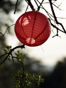 Preview wallpaper chinese lantern, branch, tree