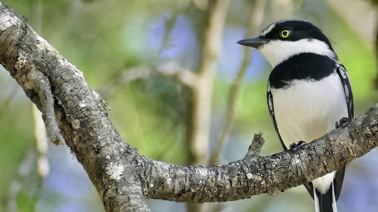 Wallpaper chinspot batis, bird, branch, wildlife