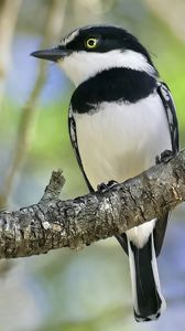 Preview wallpaper chinspot batis, bird, branch, wildlife