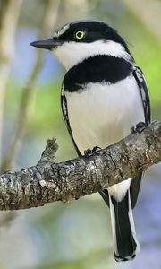 Preview wallpaper chinspot batis, bird, branch, wildlife