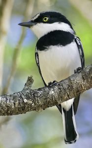 Preview wallpaper chinspot batis, bird, branch, wildlife