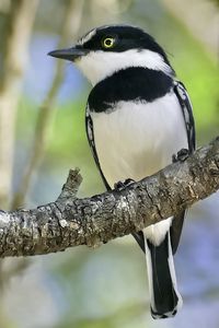 Preview wallpaper chinspot batis, bird, branch, wildlife