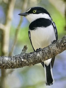 Preview wallpaper chinspot batis, bird, branch, wildlife