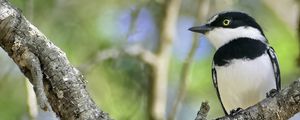 Preview wallpaper chinspot batis, bird, branch, wildlife