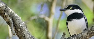 Preview wallpaper chinspot batis, bird, branch, wildlife