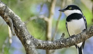 Preview wallpaper chinspot batis, bird, branch, wildlife