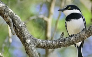 Preview wallpaper chinspot batis, bird, branch, wildlife