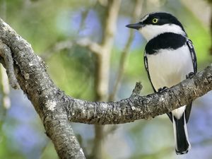 Preview wallpaper chinspot batis, bird, branch, wildlife