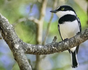 Preview wallpaper chinspot batis, bird, branch, wildlife