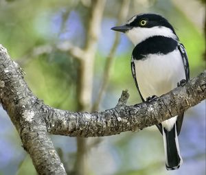 Preview wallpaper chinspot batis, bird, branch, wildlife