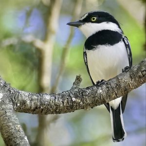 Preview wallpaper chinspot batis, bird, branch, wildlife