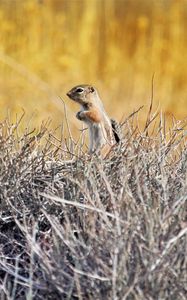 Preview wallpaper chipmunk, animal, branches, wildlife