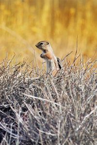 Preview wallpaper chipmunk, animal, branches, wildlife