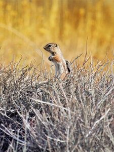 Preview wallpaper chipmunk, animal, branches, wildlife