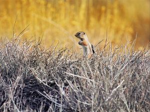 Preview wallpaper chipmunk, animal, branches, wildlife