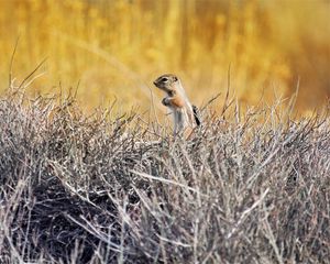 Preview wallpaper chipmunk, animal, branches, wildlife