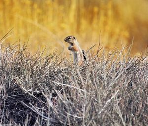 Preview wallpaper chipmunk, animal, branches, wildlife