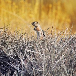 Preview wallpaper chipmunk, animal, branches, wildlife