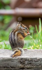 Preview wallpaper chipmunk, animal, cute, wildlife