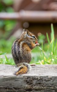 Preview wallpaper chipmunk, animal, cute, wildlife