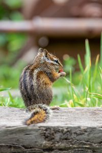 Preview wallpaper chipmunk, animal, cute, wildlife