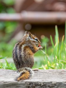 Preview wallpaper chipmunk, animal, cute, wildlife