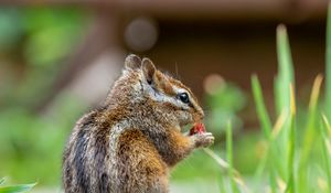 Preview wallpaper chipmunk, animal, cute, wildlife