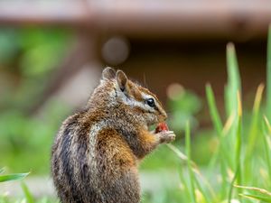 Preview wallpaper chipmunk, animal, cute, wildlife