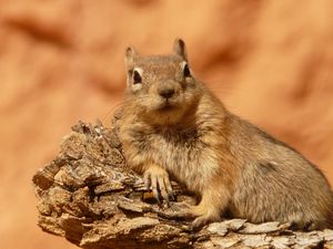 Preview wallpaper chipmunk, animal, lying