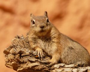 Preview wallpaper chipmunk, animal, lying