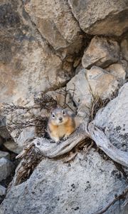 Preview wallpaper chipmunk, animal, rocks, wildlife