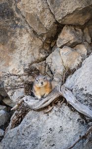 Preview wallpaper chipmunk, animal, rocks, wildlife