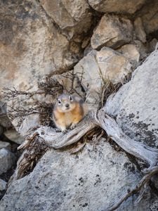 Preview wallpaper chipmunk, animal, rocks, wildlife