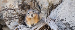 Preview wallpaper chipmunk, animal, rocks, wildlife