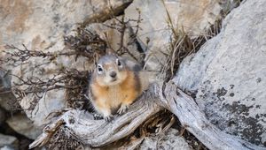 Preview wallpaper chipmunk, animal, rocks, wildlife