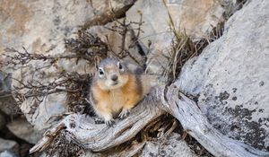 Preview wallpaper chipmunk, animal, rocks, wildlife