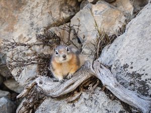 Preview wallpaper chipmunk, animal, rocks, wildlife